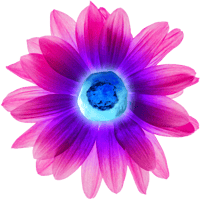 grafapex-flower